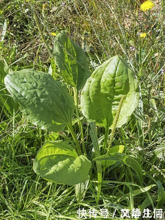 排毒养颜|车前草有妙用，治疗关节炎只是其一，中老年犯的大病小病全靠它