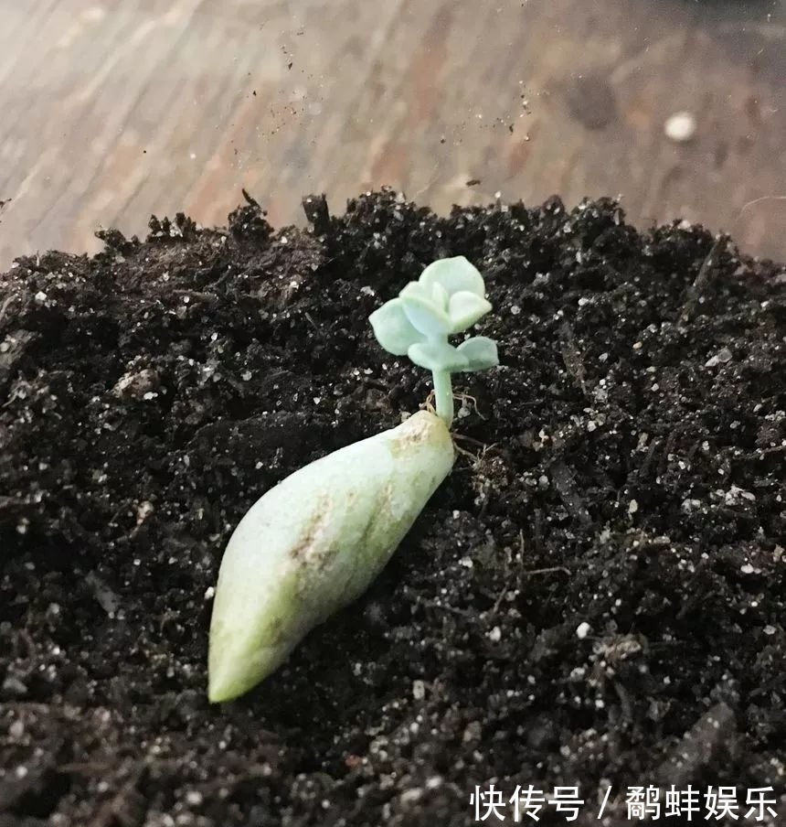 盆栽|扦插多肉掌握这秘诀,用手摘下来的几片叶子能培育成新的盆栽