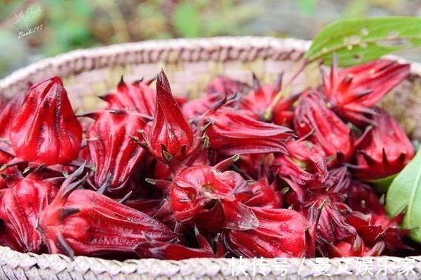 盆栽|最“好吃”的“花”，花色红艳，酸甜可口，盆栽一棵，能吃又能看