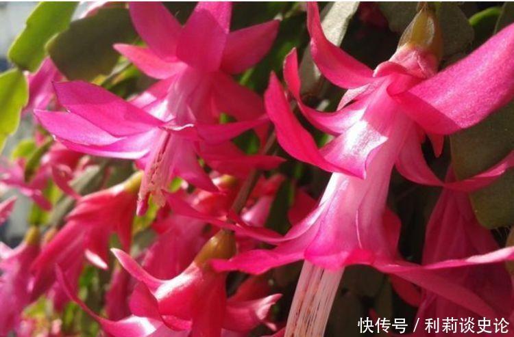 几种花卉,花朵迷人,阵阵花香,颜值超高的