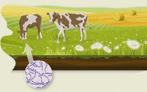 感染|炭疽是什么？可怕吗？德州疾控中心为你讲个明白！