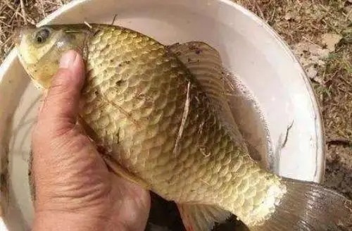 秋季肥板鲫鱼就该这么钓,下竿就中鱼、爆护多多!