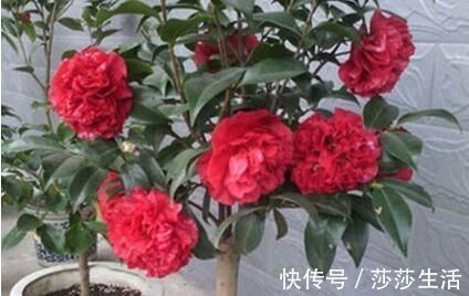 最厉害的养花营养液给花喝一勺,啥花都喜欢,花开满枝条