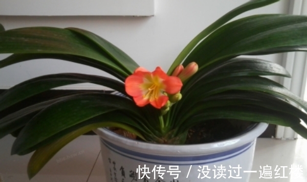 花友|图寓意好盆栽君子兰,想赏花就别忽略这4点“小要求”