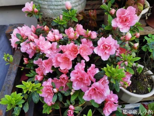 杜鹃|公认难养的20种花,养一盆死一盆,下次还敢买