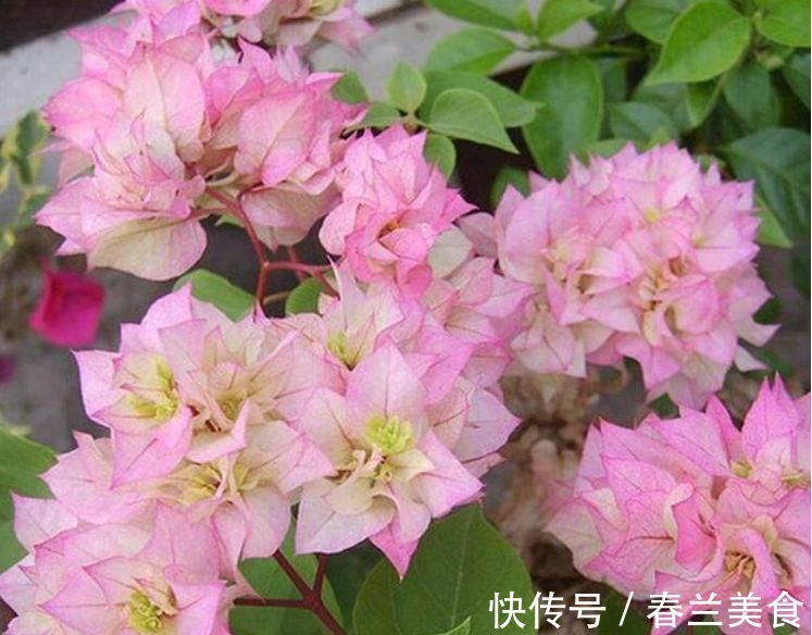 3种花，都是开花小能手，养在家里繁花似锦，清新脱俗，懒人最爱