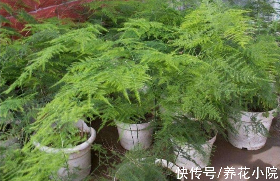 浇水|怕水涝的5种花，浇水太多养不好，不是烂根就是黄叶