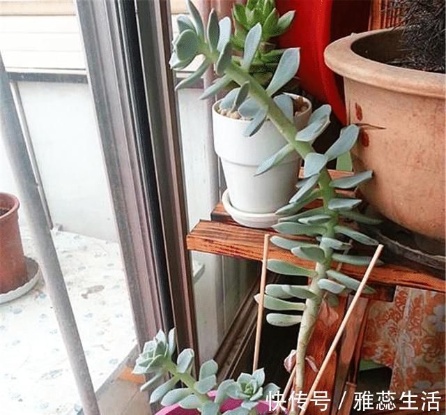 喜欢养花,买一盆烂一盆?问题出在这里,跟着养护专家学起来