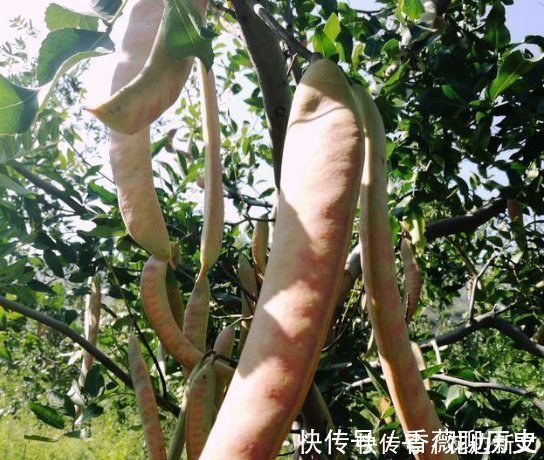 健康|这个树农村遍地都是，浑身都是宝，用它洗头又干净又健康