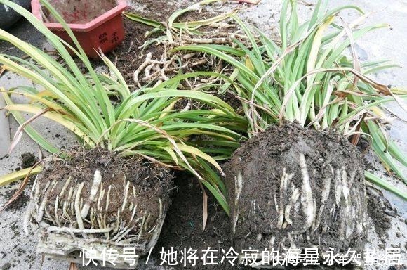 一个样|养花先“养根”,盆下埋点“它”,根系一天一个样,长疯了!