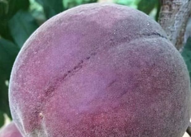 新春|新春就要一家人开开心心,多吃3种开心果,寓意健康开心