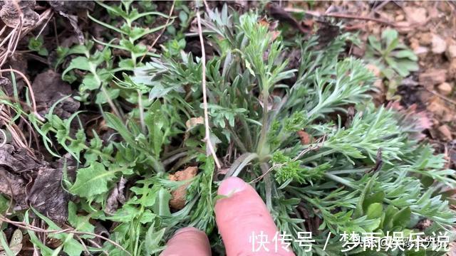 春风十里|挖错荠菜等于吃草,这些“假荠菜”你确定都认识吗