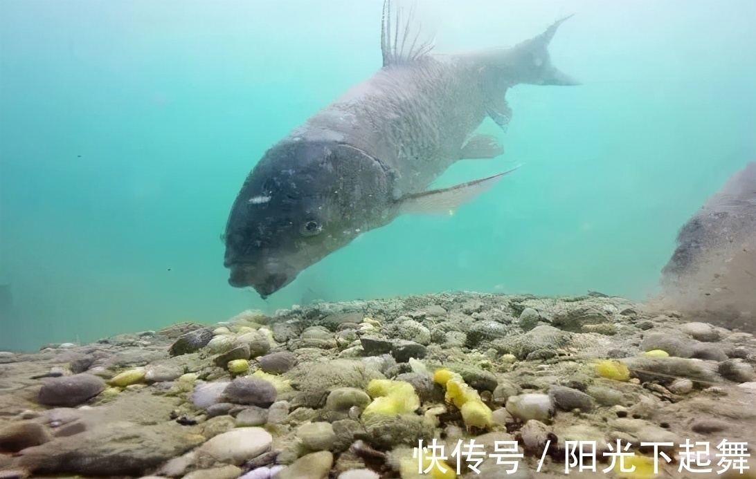 野外钓鲤鱼,就用这一招,不用太多的窝料,也能钓到鱼