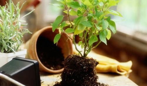 3种土，不要钱也别用来养花，养啥都长不好，白费力！