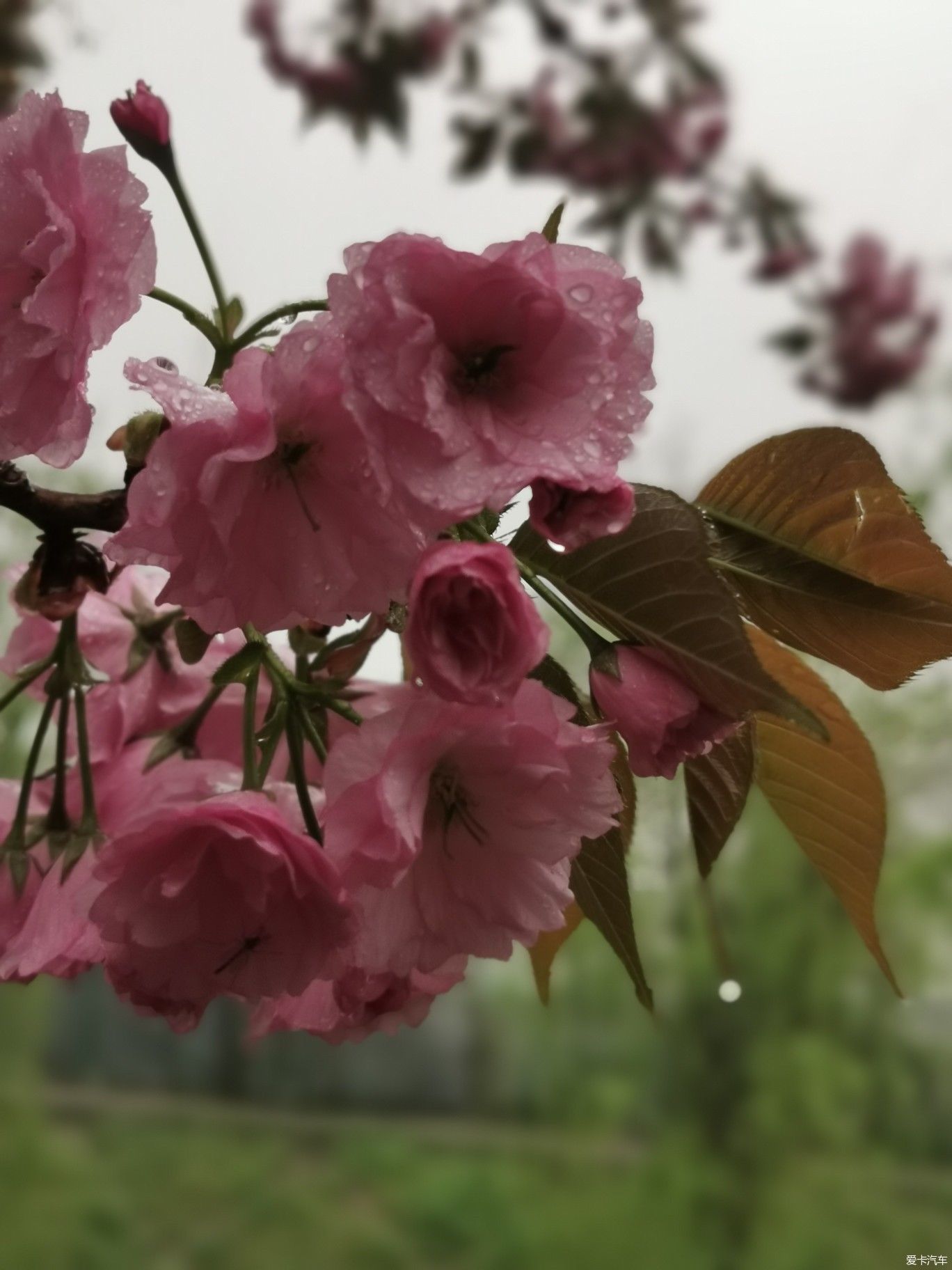 雨中盛开的樱花