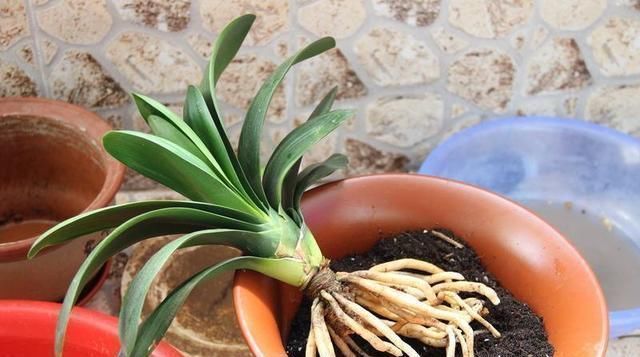 君子兰怎么换盆做好这几点,你就明白了,服盆效果好能开花