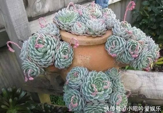 养才|刚买的多肉植物怎么养才不会死, 老花友给新手的8个建议