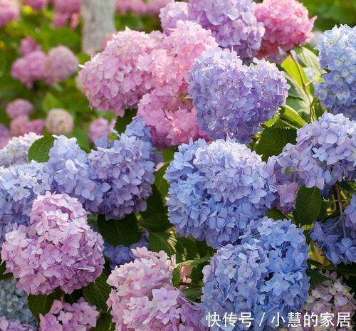 喜阴|家里采光不好，不妨试着养3种花，轻轻松松开满盆，是盆栽佳品！
