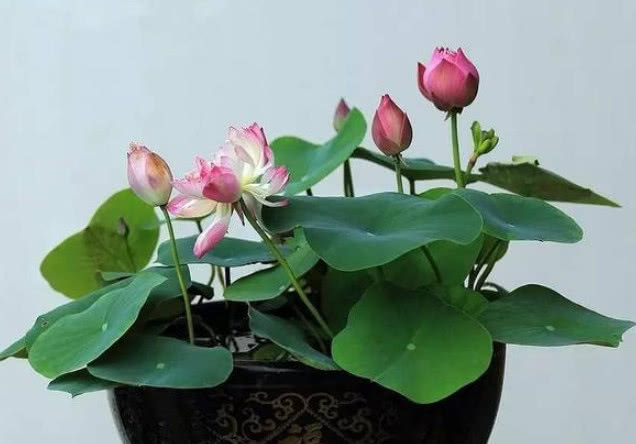 城里人都爱养“它”,遇水就活,比玫瑰还好看,开花爆盆满屋香!