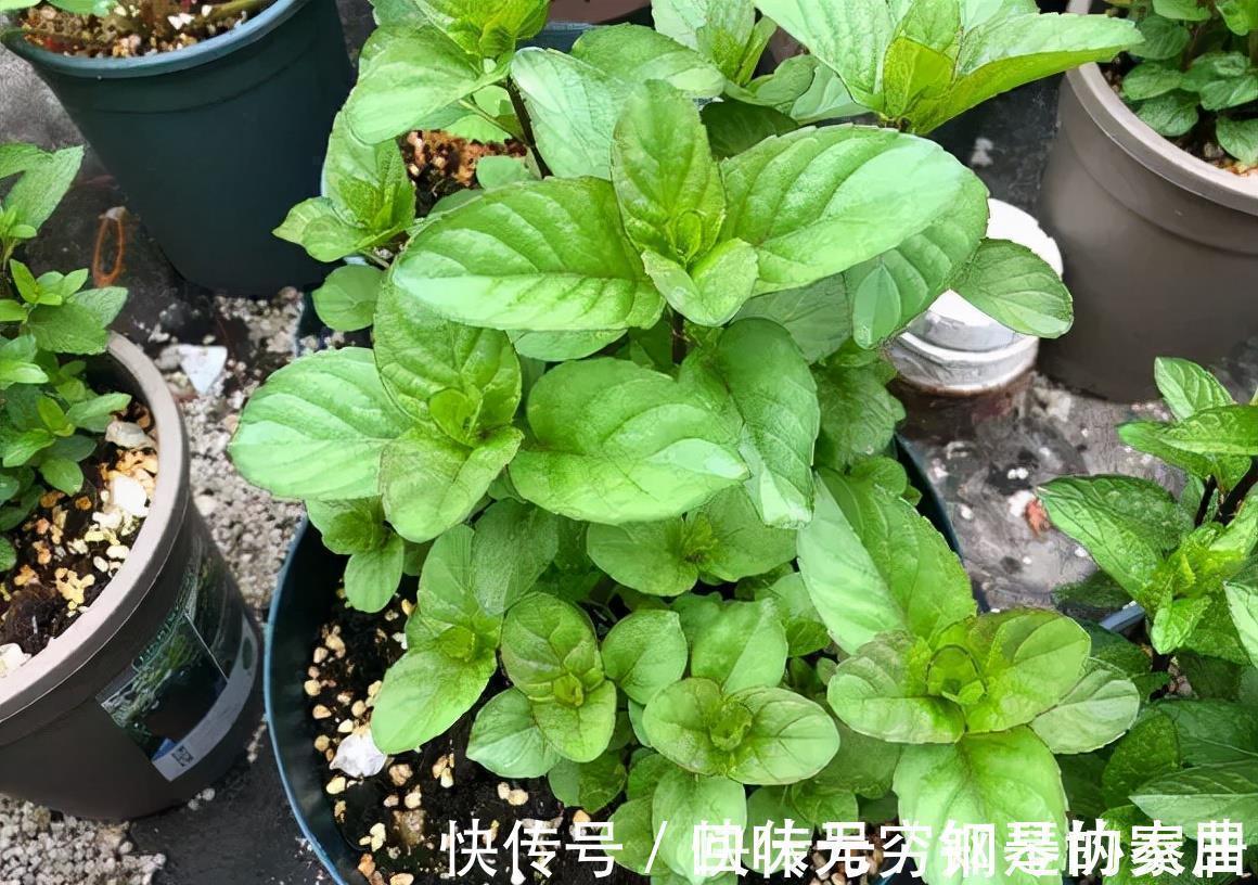 “漂亮花”,养人又养心,好看又好吃,是老中医的最爱