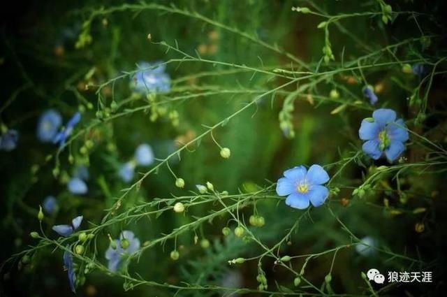 五月廿四 · 亚麻花开|农历中国 | 亚麻花