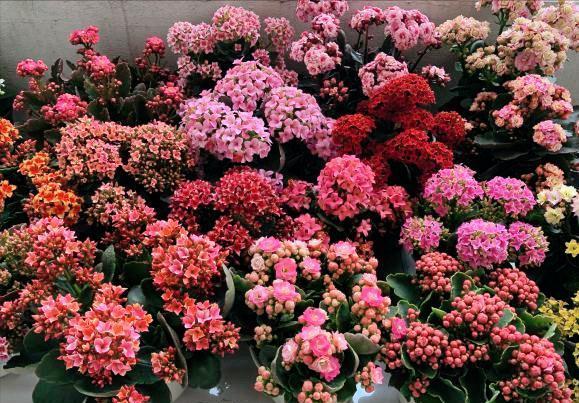 5种“洋气”花,趁着“天冷”快扦插,生根快,开花早,真省钱