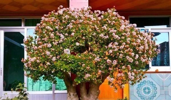 养护|多肉中的“老寿星”,越老越值钱,养成大树可镇宅可传家!