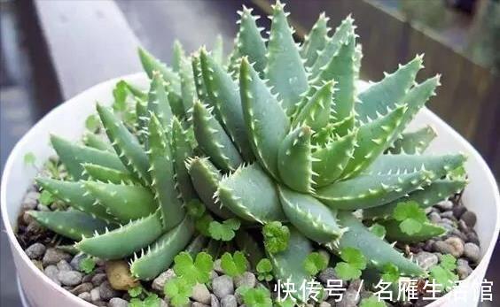 悬念|芦荟年年“满小崽”,到底怎么养,做好4点,爆盆毫无悬念