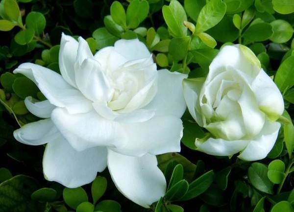 分枝|栀子花三天两头黄叶,注意5点,叶子绿出油,花开拳头大!