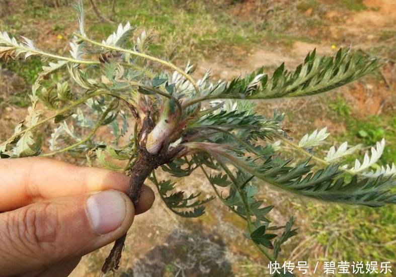 農村一種野草，小時候當成零食吃，如今方知很珍貴，尋找不易