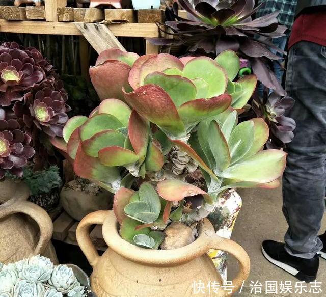 盆栽种|多肉植物用瓷盆栽种还是塑料盆好多肉植物有哪些养殖技术