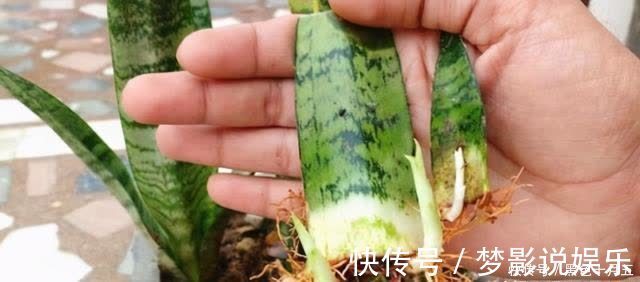 养“虎尾兰”有要点,学会“砍倒重来”,1盆变100盆,4年到房顶