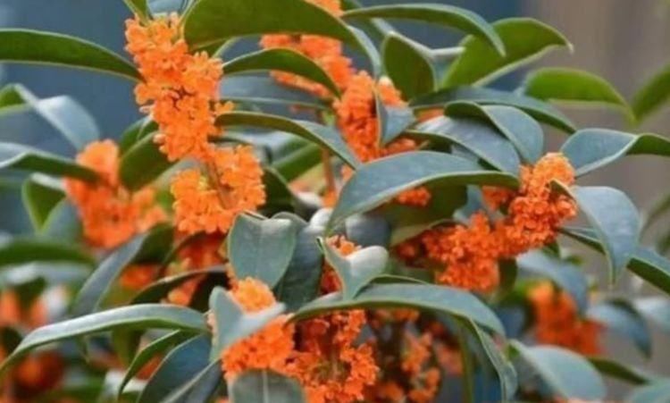 有钱人都养4种花,开花爆盆花期长,花大色艳真漂亮,谁养谁上瘾