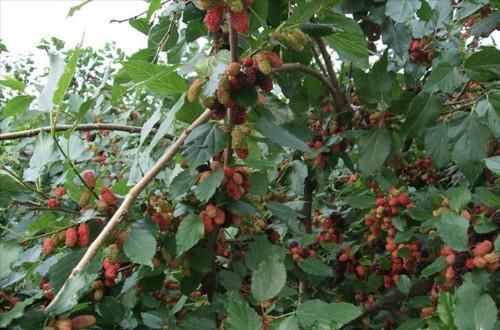 ?一年就能长成大树，果子隔夜坏，市场一斤35元，吃过吗？