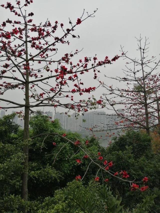 南宁又一条“花路”！听说看了这些花，可以忘却烦恼，无忧无虑哦