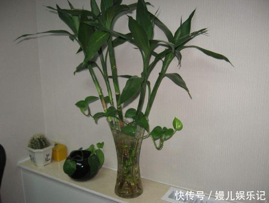 厕所|家里养这10样植物，摆放位置得讲究点，不然一盆都留不住