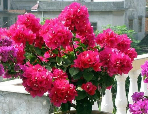 夏天养花选这款，越晒开花越美，整个夏天花开不断，开爆满盆！