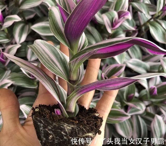 又一网红植物翻车,价格从一盆30到9.9,目测还能再低点!