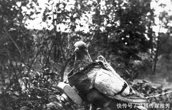 血淋淋|抗战时,战场上发现这一种动物一定要击毙,这是血淋淋教训换来的