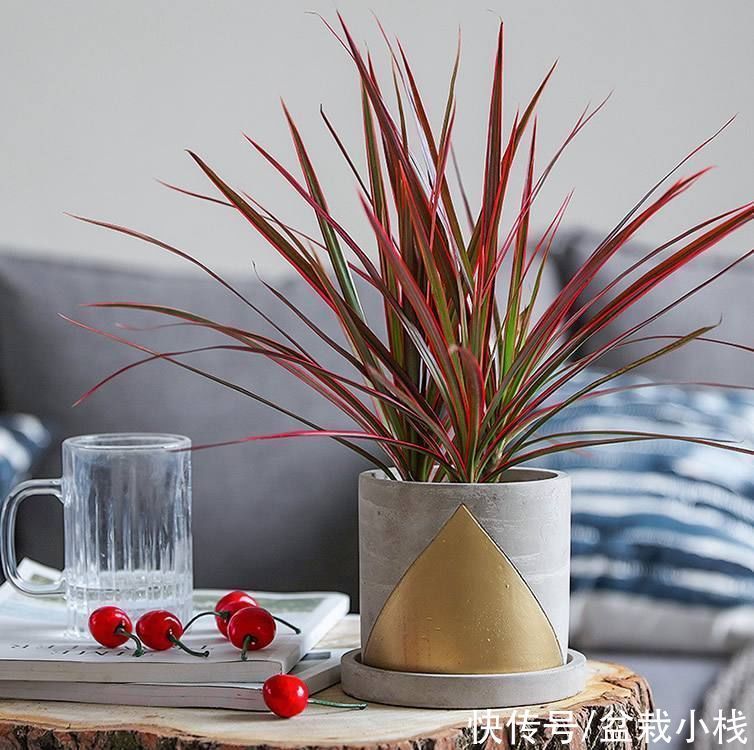 花友小叶投稿:养花一年了,三种绿植基本不用管,没光也不怕