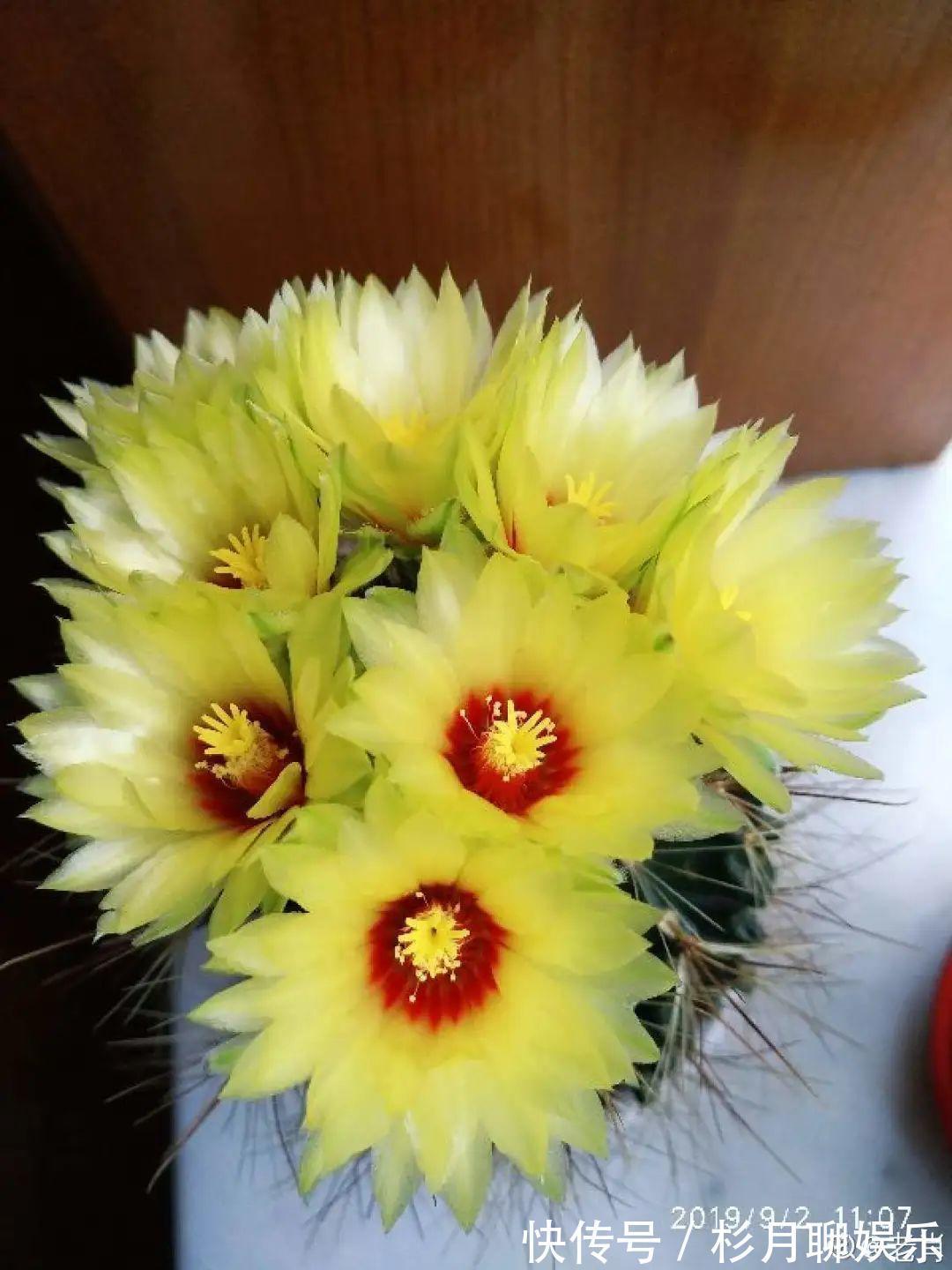 昙花|大爷家荷花种在花盆里,1次开花20朵,比巴掌还大!