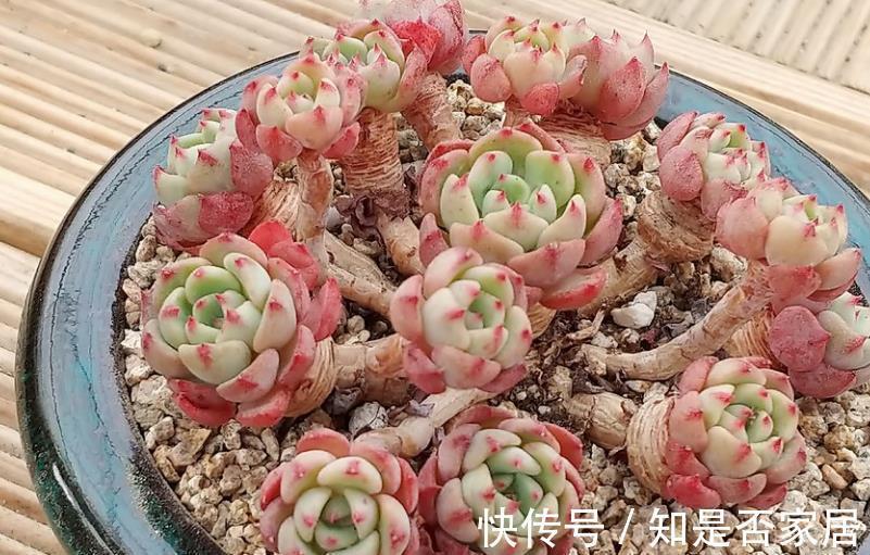 秋天养盆娜娜小勾,不用砍头也能群生,叶尖红红真迷人