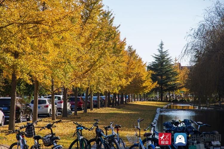 美景|满目金黄 实拍山东科技大学醉人美景