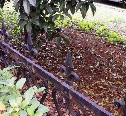 3种“废物”捡回家,扔花盆里,土肥的流油,养花猛长不含糊