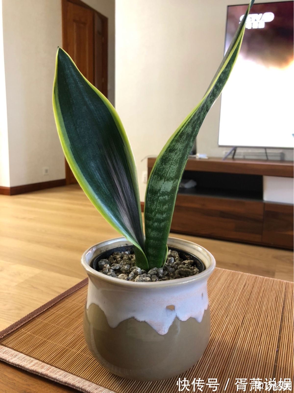 虎皮兰|3种花要“穷养”,塞进小盆少浇水,长得格外好