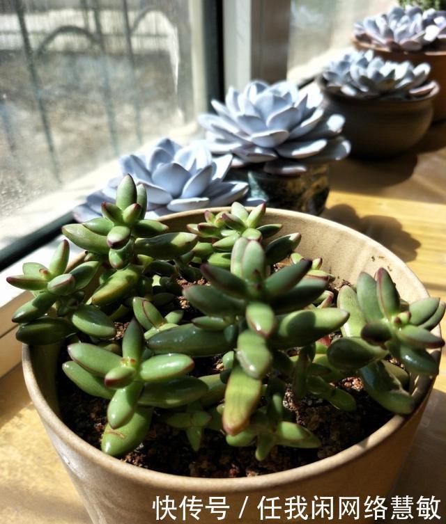 养了三年，多肉终于给点颜色瞧瞧了