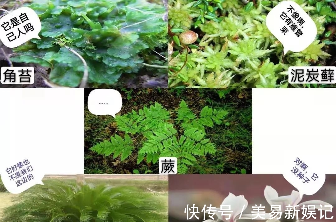 植物|全身带毒还致癌,为啥还要吃这玩意儿?