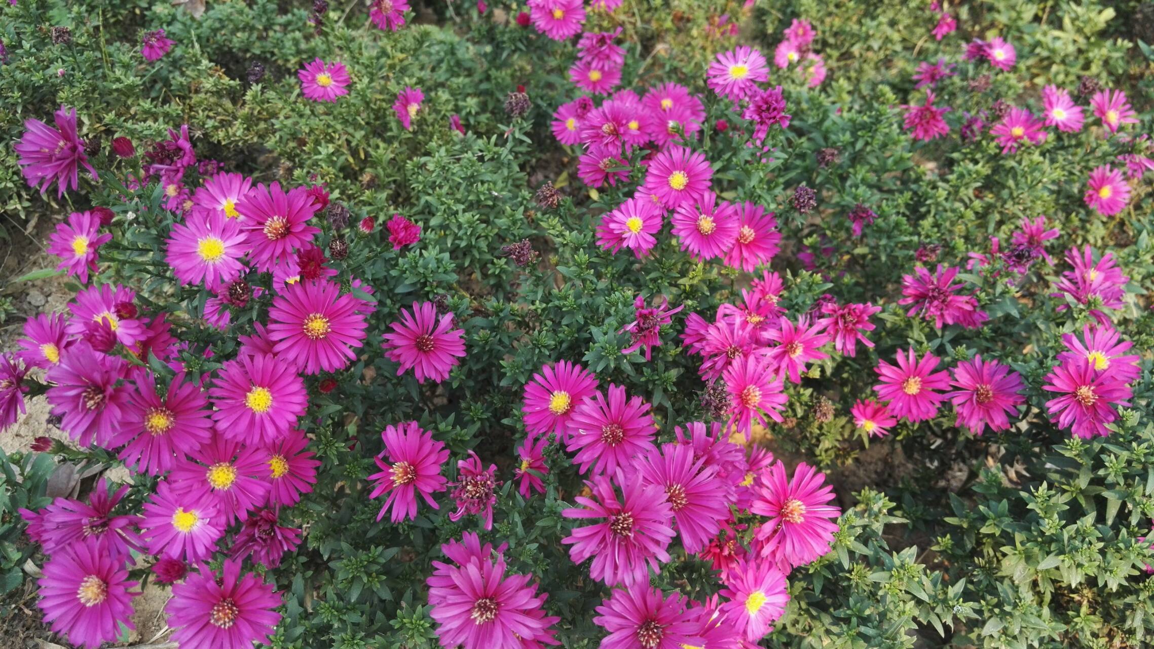 此花散发迷人的花香，有人称可以驱蚊赶虫，曾献给改革教会大司教