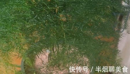 文竹|文竹养几盆有讲究吗?专家:养护的五项注意一定要牢记