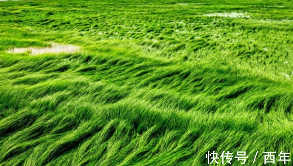 白居易|“离离原上草”读了许多年,“离离”究竟是何意思?多数人不知